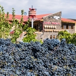 Areni grape harvest