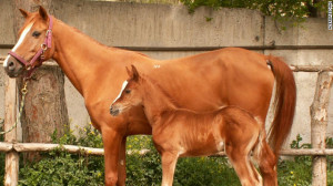 karabakh horse